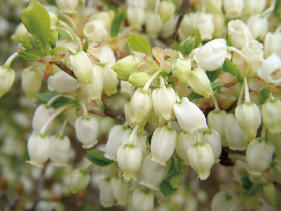 ドウダンツツジ　つぼ形の白花